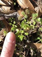 Veronica hederifolia