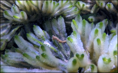 Hippocampus breviceps