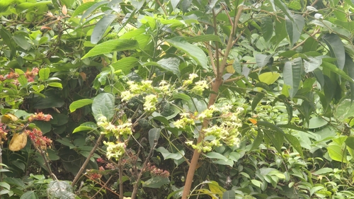 Mayflower Glorybower (Clerodendrum cyrtophyllum)