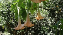 Brugmansia arborea