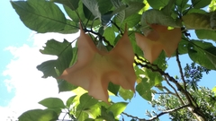 Brugmansia arborea