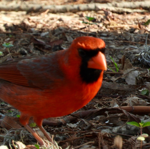 Northern Cardinal