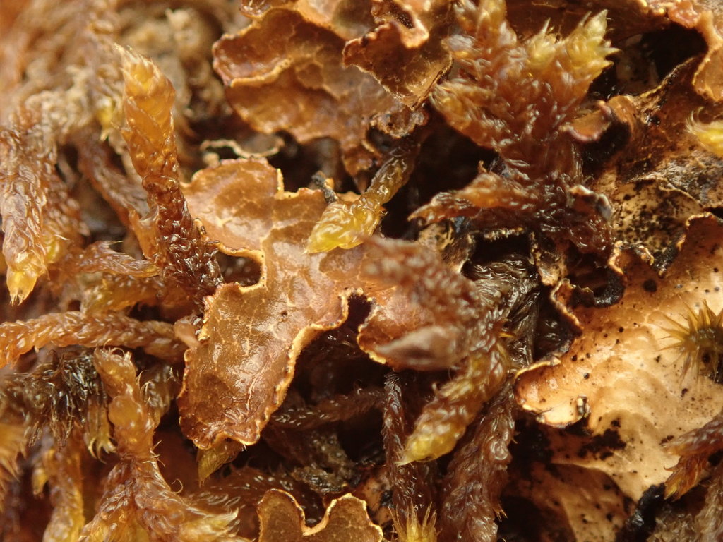 Pseudocyphellaria maculata