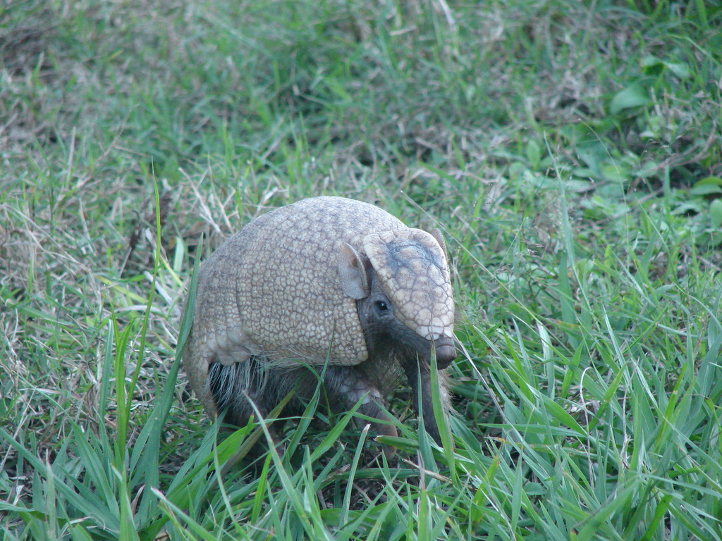 Three-banded Armadillos
