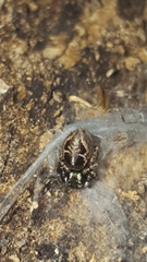 Anasaitis canosa