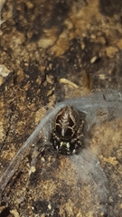 Anasaitis canosa