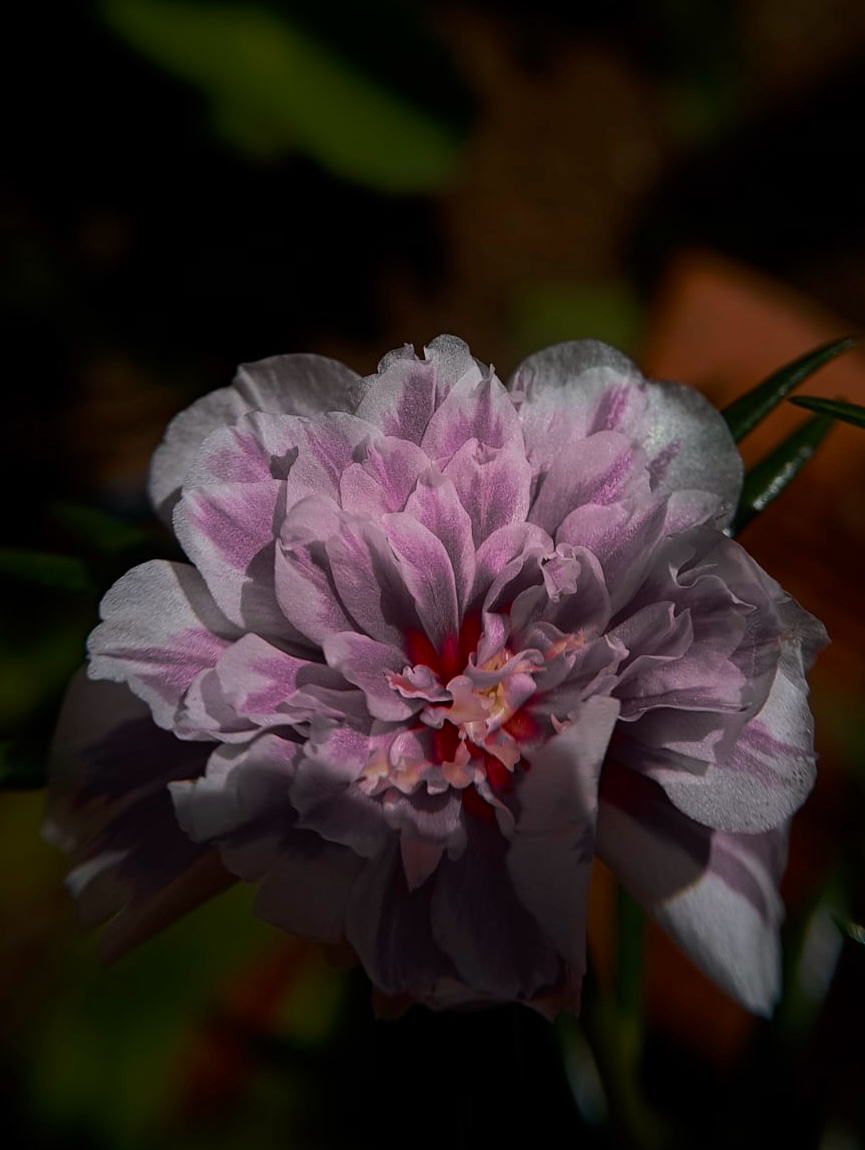Portulaca grandiflora