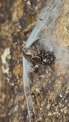 Anasaitis canosa