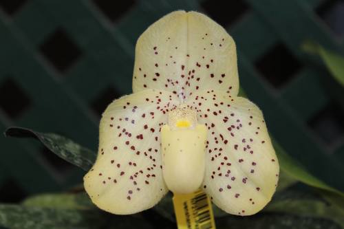 Wenshan Paphiopedilum (Paphiopedilum wenshanense)