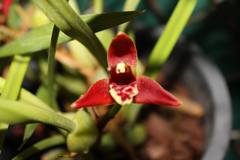 Maxillaria tenuifolia