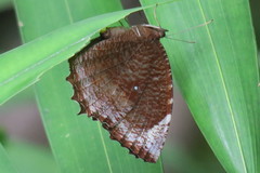 Elymnias hypermnestra beatrice