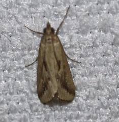Achyra massalis