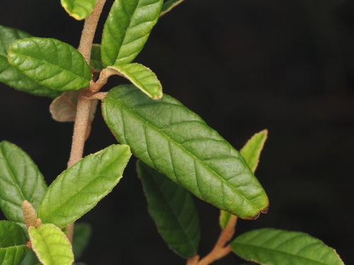 Pomaderris rugosa, 2026-02-28