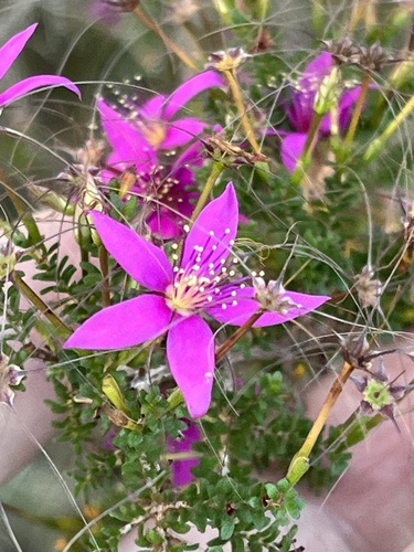 pink summer calytrix (Calytrix fraseri)
