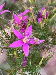 Calytrix fraseri