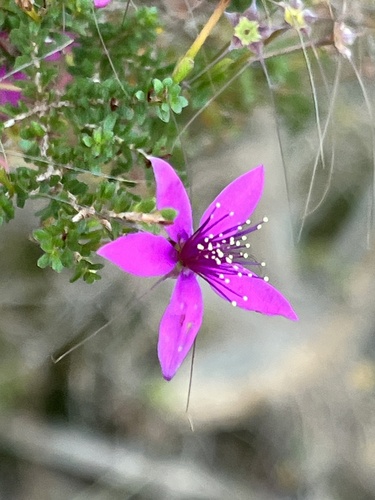 Calytrix fraseri, photograph 2
