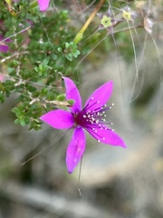 (c) Rob Beattie, some rights reserved (CC BY) Calytrix fraseri, photograph (c) Rob Beattie, some rights reserved (CC BY)