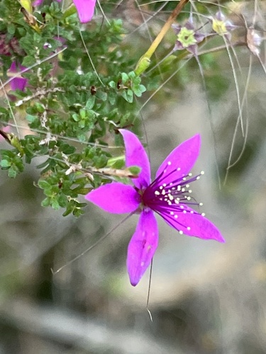 Calytrix fraseri, photograph 4