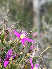 (c) Rob Beattie, some rights reserved (CC BY) Calytrix fraseri, photograph (c) Rob Beattie, some rights reserved (CC BY)