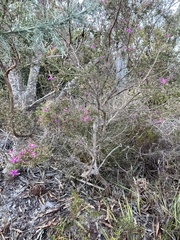 Calytrix fraseri, photograph (c) Rob Beattie, some rights reserved (CC BY)