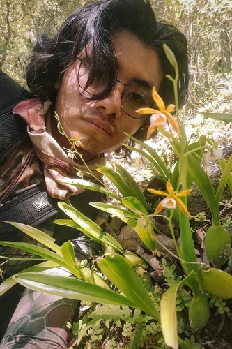 Prosthechea pterocarpa, photograph 4