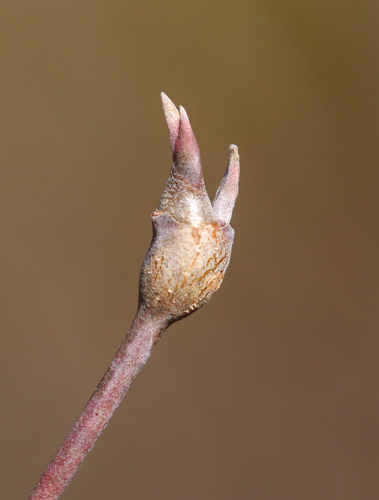 Unknown species found near Nelson County, VA, USA