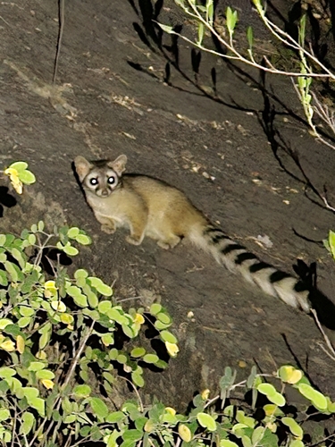 Cacomixtle norteño observed by vichernandez