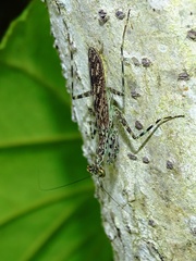 Liturgusa maya