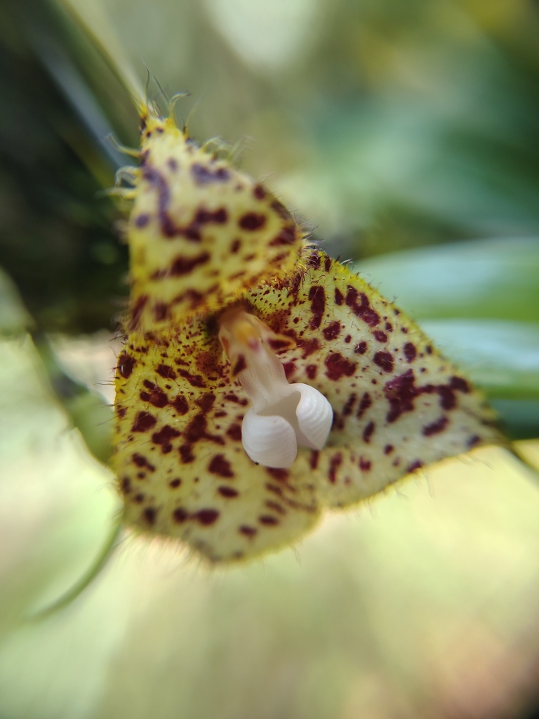 Dracula vespertilio (Rchb.f.) Luer 2