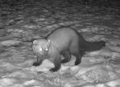 Fisher observed by sofiv