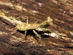 Liturgusa maya