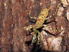 Liturgusa maya