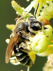 Andrena nasonii