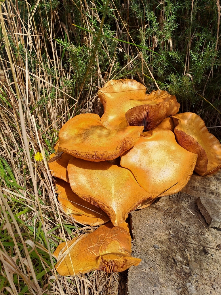 Gymnopilus junonius · February 2026 · photo: © n_armstrong (iNaturalist, cc0)