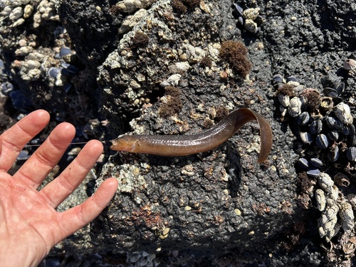Black blenny (Xiphister atropurpureus) — Stichaeidae — 2