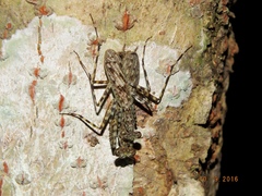 Liturgusa maya