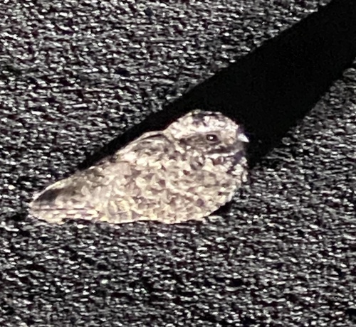 Common Poorwill observed by douglasglobal