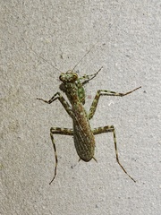 Liturgusa maya