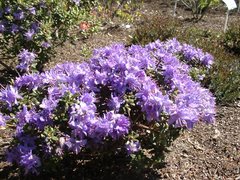 Rhododendron impeditum
