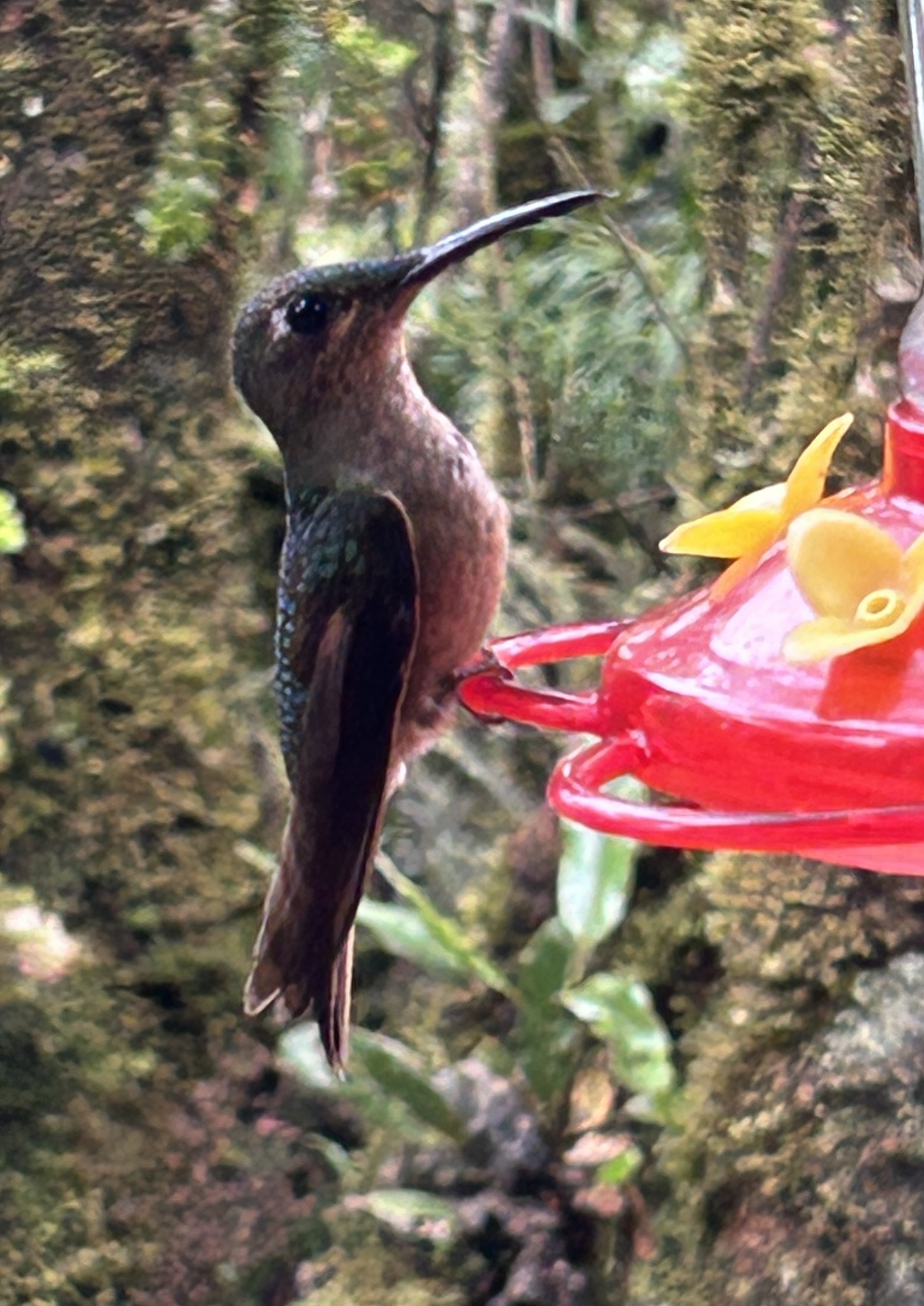 Fawn-breasted Brilliant (Heliodoxa rubinoides), photo 4