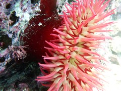 Urticina piscivora