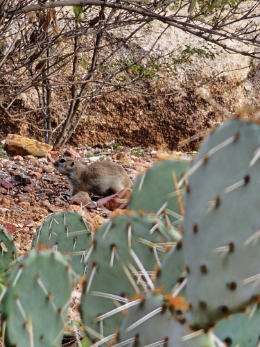 Round-tailed Ground Squirrel observed by sonorandruid