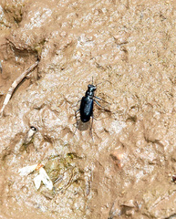 Cicindela nigrocoerulea