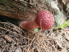 Boletellus deceptivus