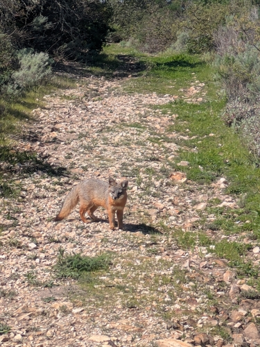 Santa Cruz Island Fox observed by emily_pr