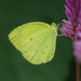 Common Grass Yellow - Photo (c) Soh Kam Yung, some rights reserved (CC BY-NC), uploaded by Soh Kam Yung
