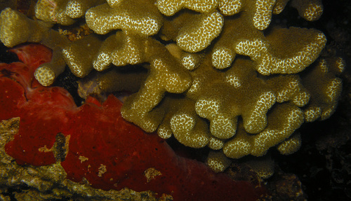 Porites annae observed 2018-05-04