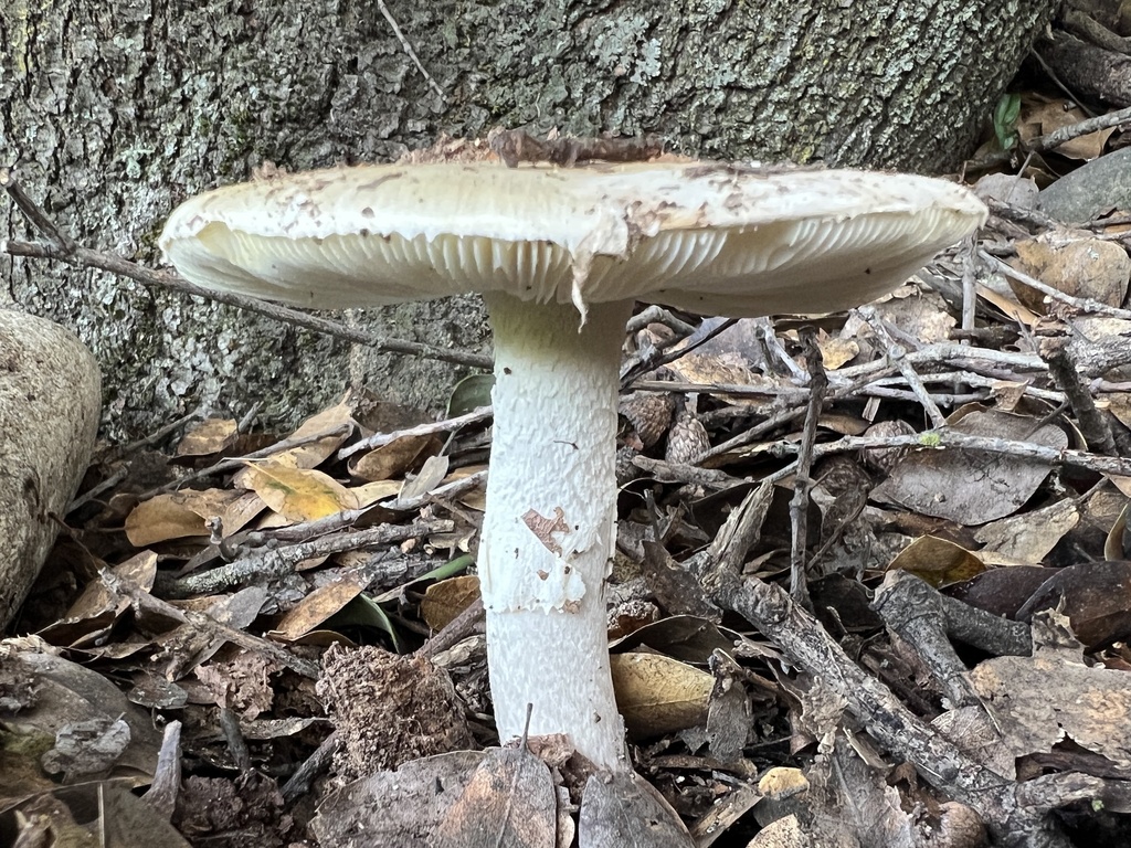 Amanita ocreata · February 2026 · photo: © connorology (iNaturalist, cc-by-sa)