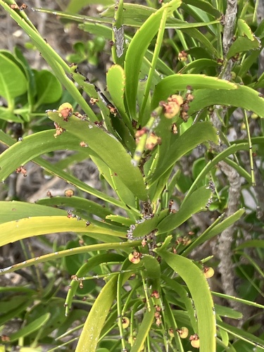 Phyllanthus epiphyllanthus, photograph 2