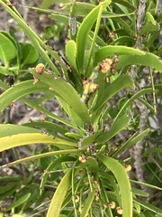 Phyllanthus epiphyllanthus, photograph author not stated, no rights reserved